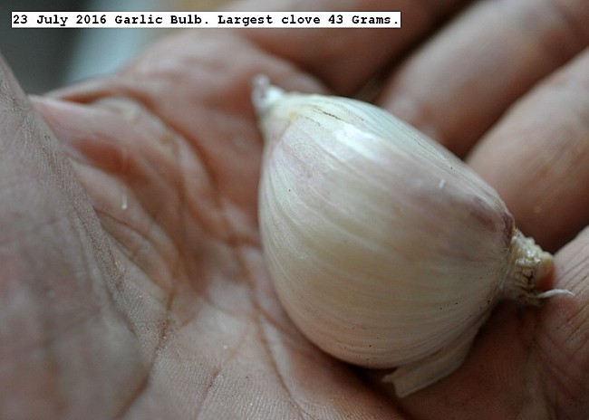 garlic-cured-my-std